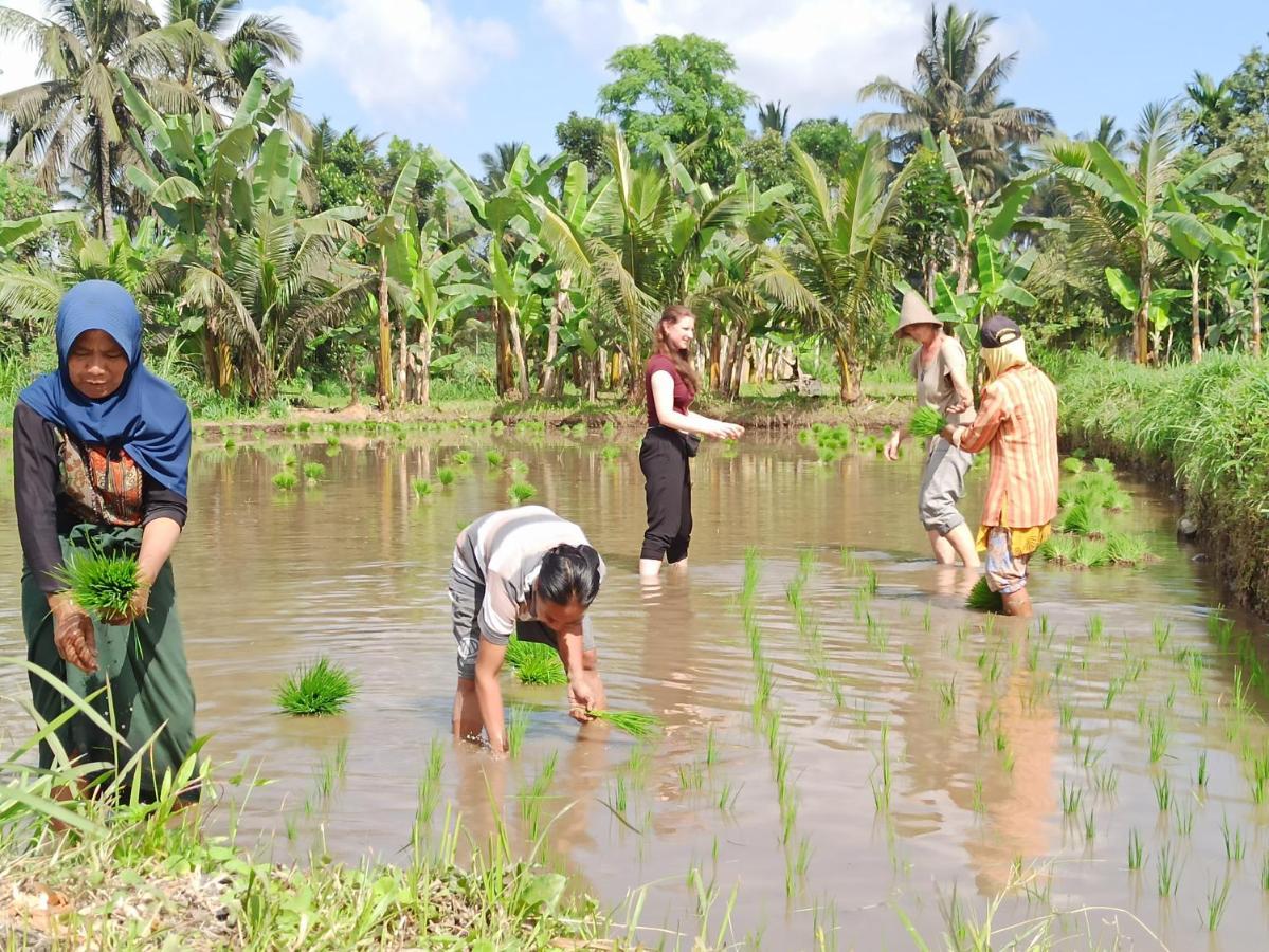 Bunga Maliq Bungalow Lombok Tetebatu Zewnętrze zdjęcie